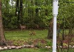 Deer and Fox around the property